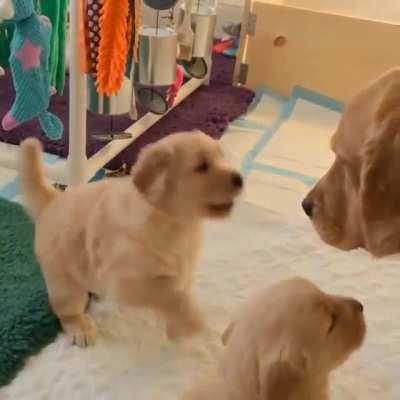 Golden Retriever puppy wants his Mom to play!