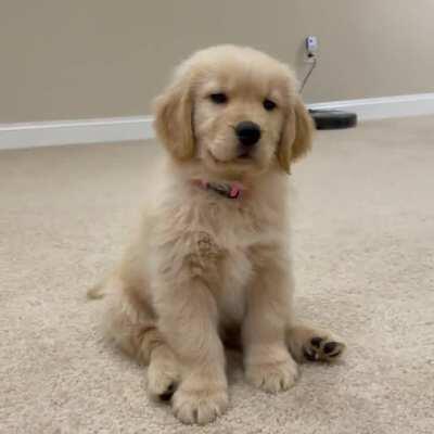 Hi Reddit, I’m Mowgli! 🐾