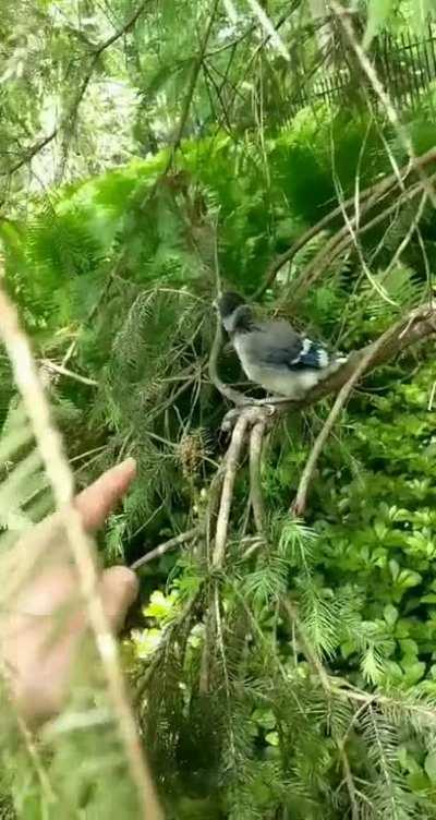 I met a baby bluejay today who seemed to be stuck. Tried to see if it would climb my finger.