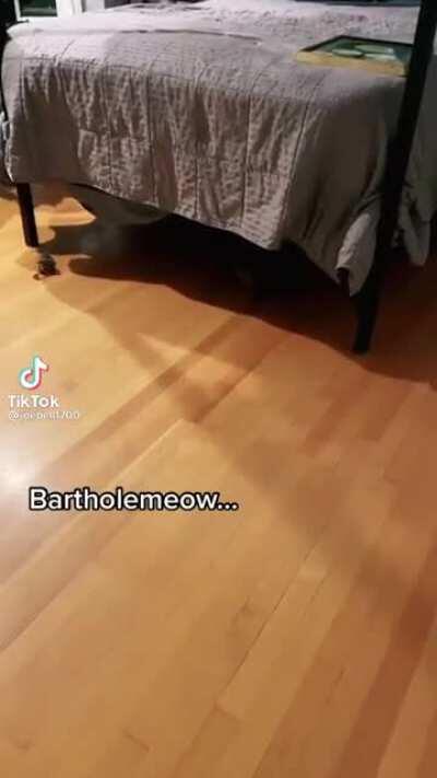 Bartholemeow has had QUITE a day (credit@joebell1700)