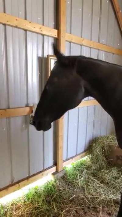 Horse Discovers A Mirror For The First Time