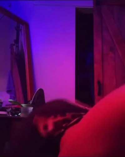 New Laisha content🤤💦💦 dm if interested 5$💰💰