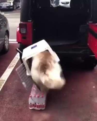 Just a dog getting into a crate