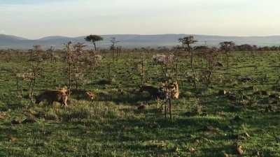 Spotted Hyenas laughing at a lion kill
