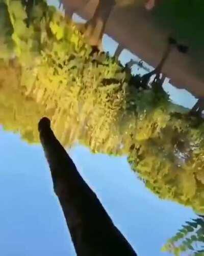 He looks so happy with his stick 😍