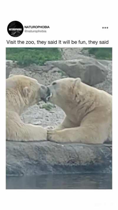 Polar bears French kissing