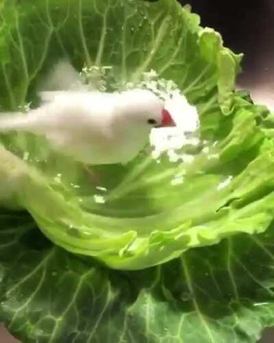 Little Java Rose Finch taking a bath in a lettuce leaf.