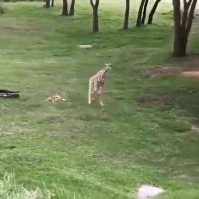 Gangly giraffe galloping in their enclosure