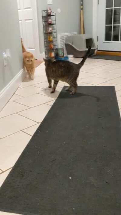 My friend's cat yelling at him for being away on a trip for so long!