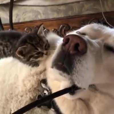 I'll just sleep right here