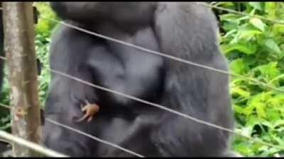 Big Monkee caring for smol monkee