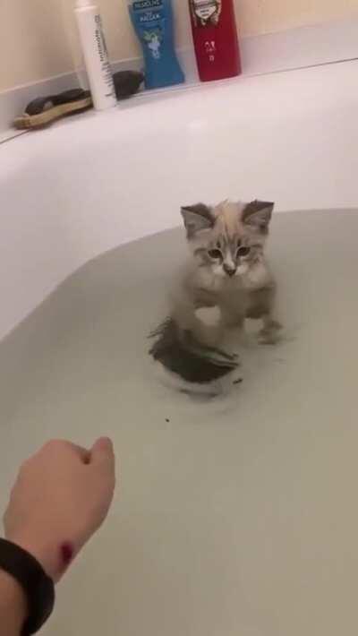 Hydro kitten in a tub