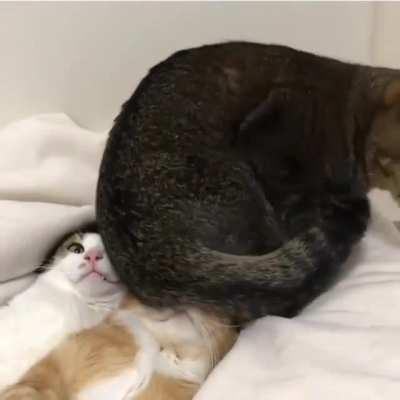 This looks like a comfy spot for a chonk to sit