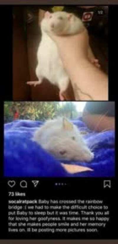 Se murio rata piola 😭😭😭