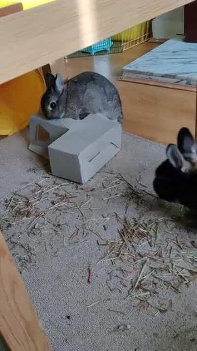 She isn't sure about the new hay holder!