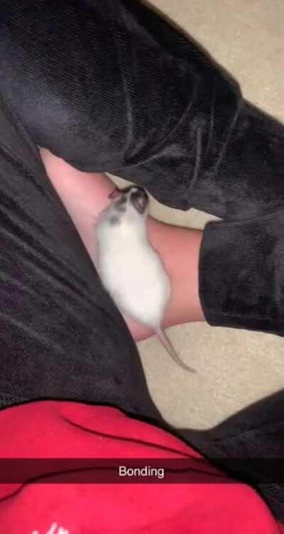 Rat on foot