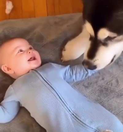 Dog tickles baby to make him giggle
