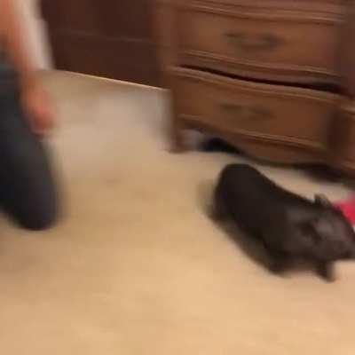 Pile of laundry to play in