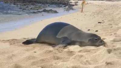 Ignore this, just wondering if you can download YouTube videos using u/vredditdownloader