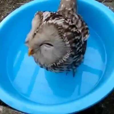 Moist Owlette