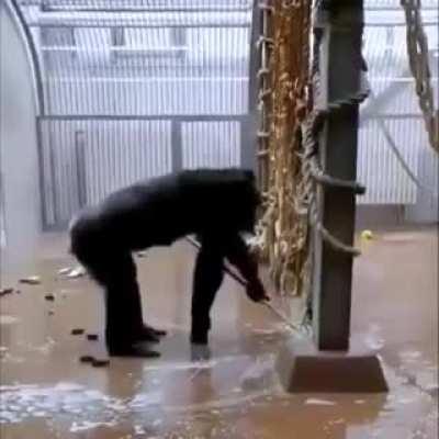 Chimp imitating the zoo keeper by sweeping the floor and windows after he left the broom.