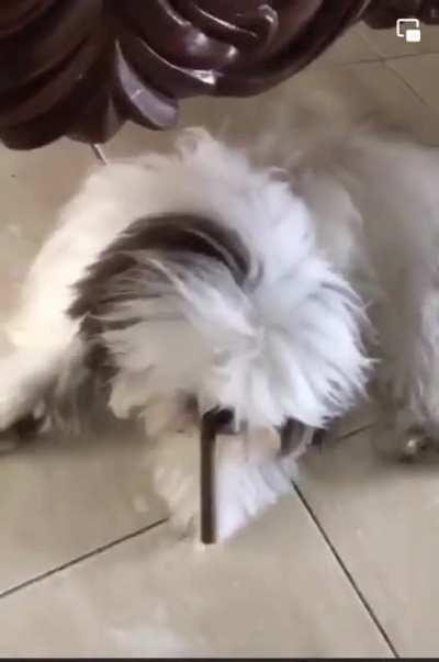 The audacity of this little guy