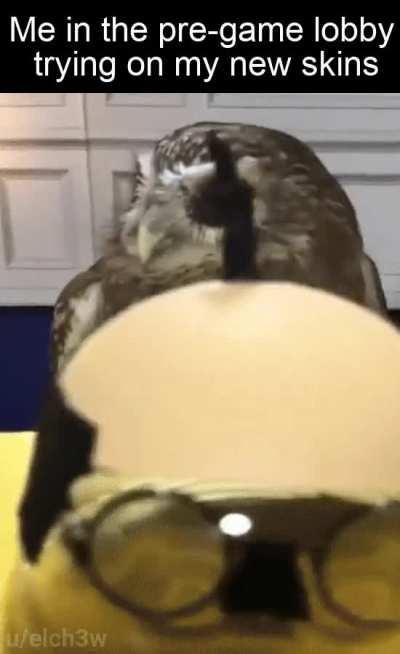 Fashioista Mr. Hoot Hoot