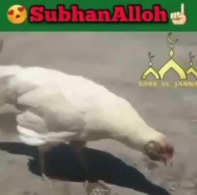 Halal Rakan after using ult on L*x and Gayzreal into double knockup for easy doublekill for halal Droben mashallah