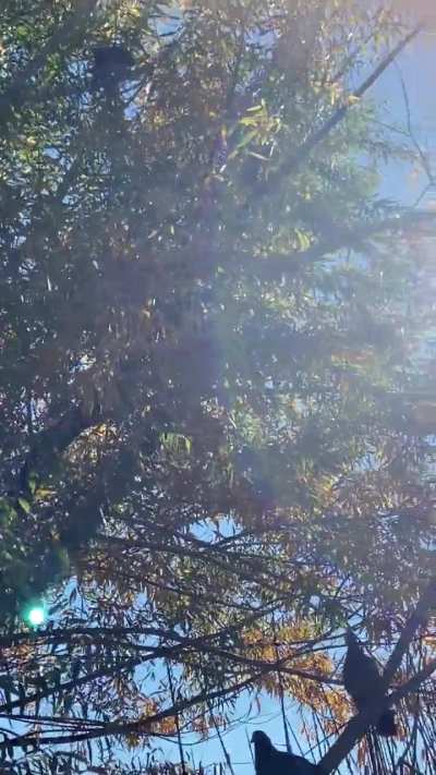 A flock decided to take a break above me