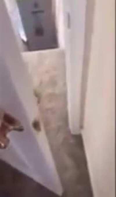 Green lizard from Mario