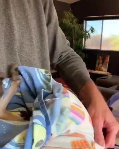 This is how an Orphaned baby Kangaroo is adopted by Humans..