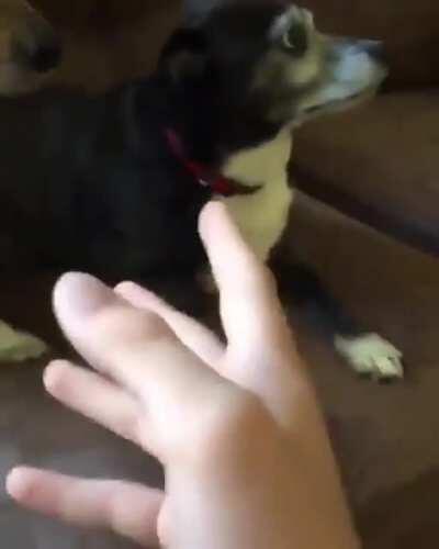 Jojo references go brrrr