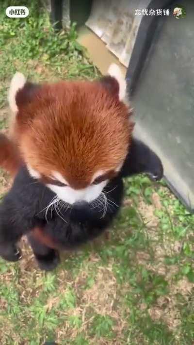 Feeding a red panda