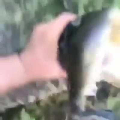 Get outta here stupid gator don’t you know it’s Thursday?