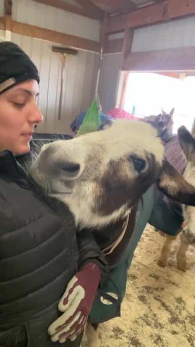 Donkey adoring her owner.