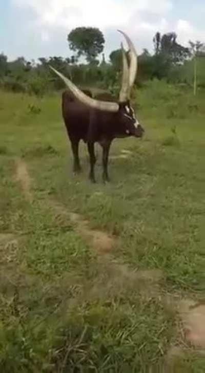 A 3-horned bull found in Uganda.