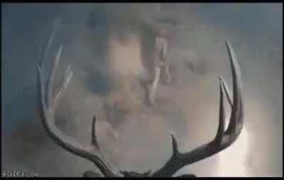 proof 4gifs has the weirdest gifs