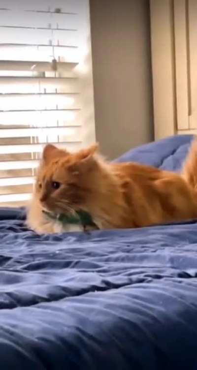 Orange cat put his mind to it and barely survived