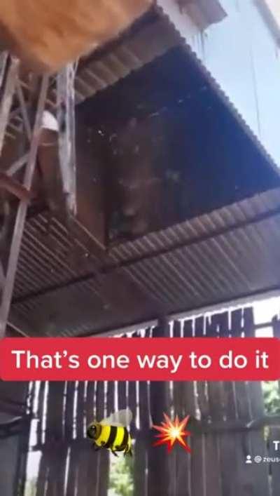 Blowing up a wasp nest with fire crackers