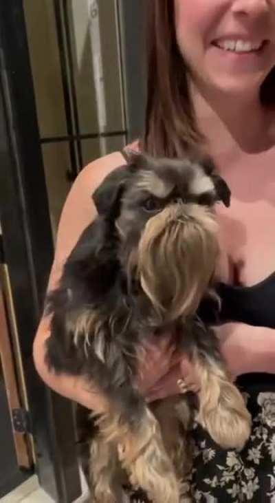 Affenpisncher mad about all the kids on his lawn