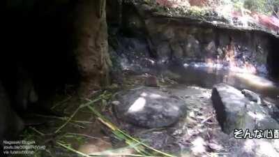 Baby beaver sneaks out behind parents' backs to go for a swim