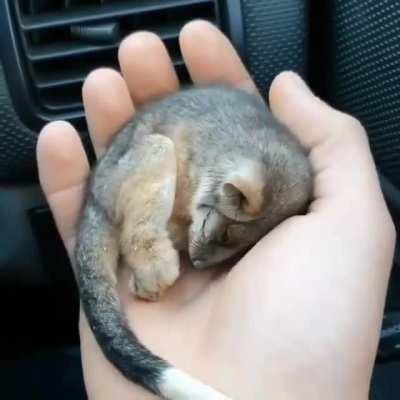 A baby ringtail possum warming up in front of a car heater after getting rescued