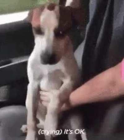 Dogs reaction after being adopted