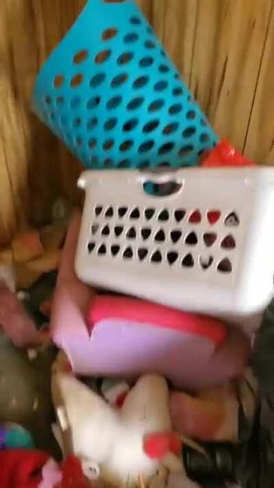 Hope y'all get a kick out of these nasty tenants.