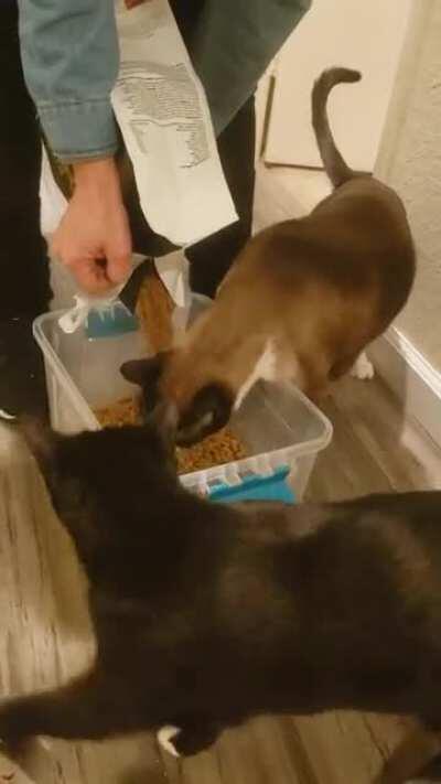 Derpy Dusty Devouring Dropping Dry Food