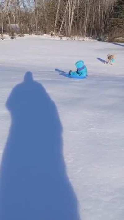 WCGW sledding in the path of a dog taking a poo
