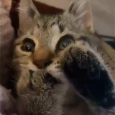 Here's a kitty sucking on its paw