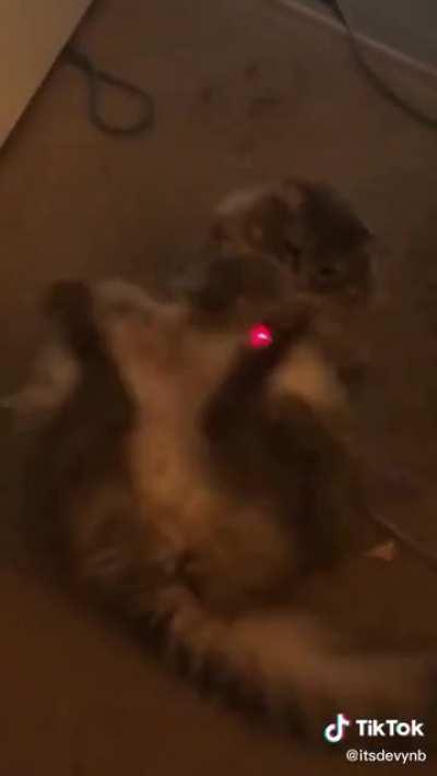 Animal content is my fav tiktok content