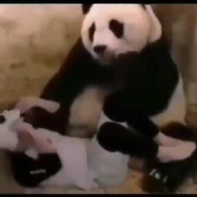 There's a impostor amondegas