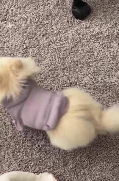 Does anyone else’s Pom scream? Ours seems to do it sometimes for attention or when she’s throwing a fit and I can’t help but laugh every time she does it